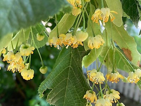 Lindenblüten
