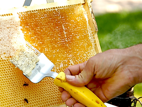 Bienenwachs kämmen beim Tag der Imkerei